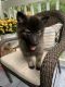 Keeshond Puppies for sale in Middleton, TN 38052, USA. price: $750