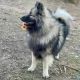 Keeshond Puppies for sale in Wright, AR 72168, USA. price: $1,500