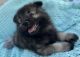 Keeshond Puppies for sale in Colorado Springs, CO 80911, USA. price: $1,500