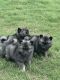 Keeshond Puppies for sale in Temple, TX, USA. price: NA