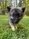 Keeshond Puppies for sale in Middleton, TN 38052, USA. price: $750