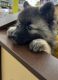 Keeshond Puppies for sale in Edmond, OK, USA. price: NA