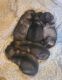 Keeshond Puppies for sale in Logan, Ohio. price: $2,200