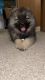 Keeshond Puppies for sale in Maple Plain, Minnesota. price: $800