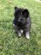 Keeshond Puppies for sale in Huntsville, Alabama. price: $500