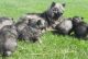 Keeshond Puppies for sale in Albert City, IA 50510, USA. price: NA