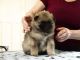 Keeshond Puppies for sale in Los Angeles, CA, USA. price: NA