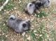 Keeshond Puppies for sale in Carlsbad, CA, USA. price: NA