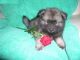 Keeshond Puppies for sale in Los Angeles, CA, USA. price: NA