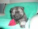 Keeshond Puppies for sale in Detroit, MI, USA. price: NA