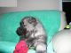 Keeshond Puppies for sale in Cincinnati, OH, USA. price: $660