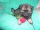 Keeshond Puppies for sale in Fresno, CA, USA. price: NA