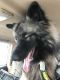 Keeshond Puppies for sale in St. Louis, MO, USA. price: NA