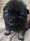 Keeshond Puppies for sale in Claremont, NH, USA. price: NA