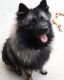 Keeshond Puppies for sale in Anaheim, CA, USA. price: NA