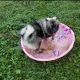 Keeshond Puppies for sale in Columbus, OH, USA. price: NA