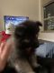 Keeshond Puppies for sale in Chicago, IL 60661, USA. price: NA