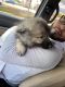 Keeshond Puppies for sale in Lansing, IL, USA. price: $3,700