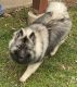 Keeshond Puppies for sale in New Richmond, OH 45157, USA. price: $2,000