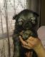 Keeshond Puppies for sale in Springfield, MO 65802, USA. price: $1