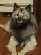 Keeshond Puppies for sale in Canaan, CT 06018, USA. price: NA