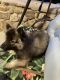 Keeshond Puppies for sale in Middletown, NY 10940, USA. price: $900