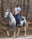 Kentucky Mountain Saddle Horse Horses for sale in Ashburn, VA, USA. price: NA