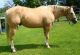 Kentucky Mountain Saddle Horse Horses for sale in Orange, CA, USA. price: NA