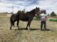 Kentucky Mountain Saddle Horse Horses