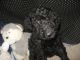 Kerry Blue Terrier Puppies for sale in Harrison, SD 57344, USA. price: $1,400