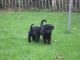 Kerry Blue Terrier Puppies for sale in Anchorage, AK, USA. price: NA
