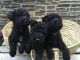 Kerry Blue Terrier Puppies for sale in Cedar Rapids, IA, USA. price: $200