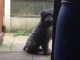 Kerry Blue Terrier Puppies for sale in Indianapolis, IN 46259, USA. price: $600