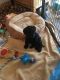 Kerry Blue Terrier Puppies for sale in Merrick, NY, USA. price: $500