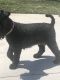 Kerry Blue Terrier Puppies for sale in 3605 Autumn Ln, Fort Wayne, IN 46806, USA. price: NA