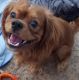 King Charles Spaniel Puppies for sale in Duluth, GA, USA. price: $800