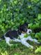 King Charles Spaniel Puppies for sale in York, PA, USA. price: NA