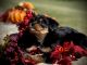 King Charles Spaniel Puppies for sale in Raphine, VA 24472, USA. price: NA