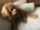 King Charles Spaniel Puppies for sale in Livonia, MI, USA. price: NA