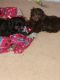 King Charles Spaniel Puppies for sale in New Carlisle, OH 45344, USA. price: NA