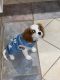 King Charles Spaniel Puppies for sale in Chicago, IL, USA. price: $1,500