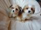 King Charles Spaniel Puppies for sale in Locust, NC 28097, USA. price: $900