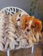 King Charles Spaniel Puppies for sale in Brunswick, GA, USA. price: $700