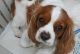 King Charles Spaniel Puppies for sale in Florida Mall Ave, Orlando, FL 32809, USA. price: NA