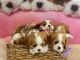 King Charles Spaniel Puppies for sale in Nampa, ID, USA. price: NA