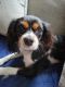 King Charles Spaniel Puppies for sale in Batavia, OH 45103, USA. price: NA