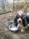 King Charles Spaniel Puppies for sale in Rathbun, IA 52544, USA. price: $200