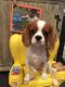 King Charles Spaniel Puppies for sale in Plainview, NY, USA. price: $3,000