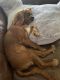 King Charles Spaniel Puppies for sale in Hackettstown, NJ 07840, USA. price: $6,000
