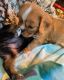 King Charles Spaniel Puppies for sale in Los Banos, CA, USA. price: NA